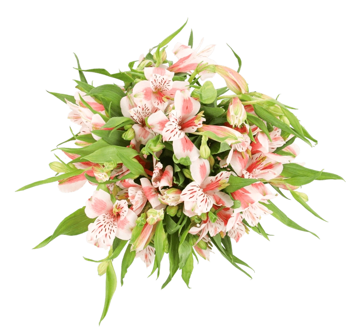 Floral Boutique Bouquet Alstroemeri 10 Tallos