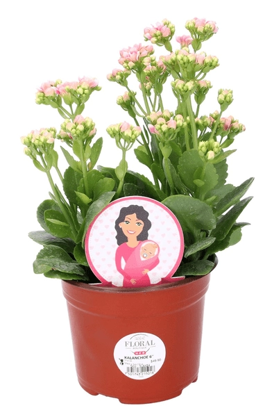 Floral Boutique Kalanchoe 1 pz