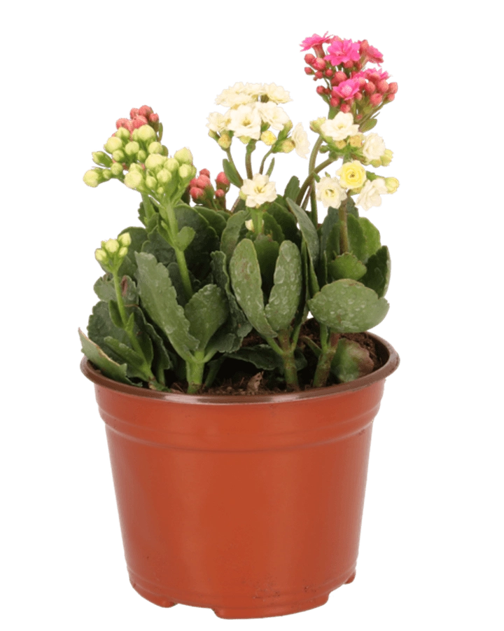 Kalanchoe M6  1 Pz