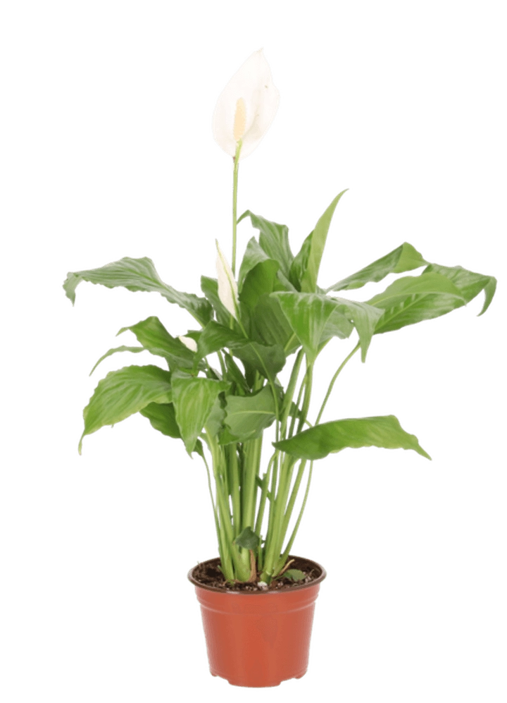 Cuna de Moises M6  1 Pz
