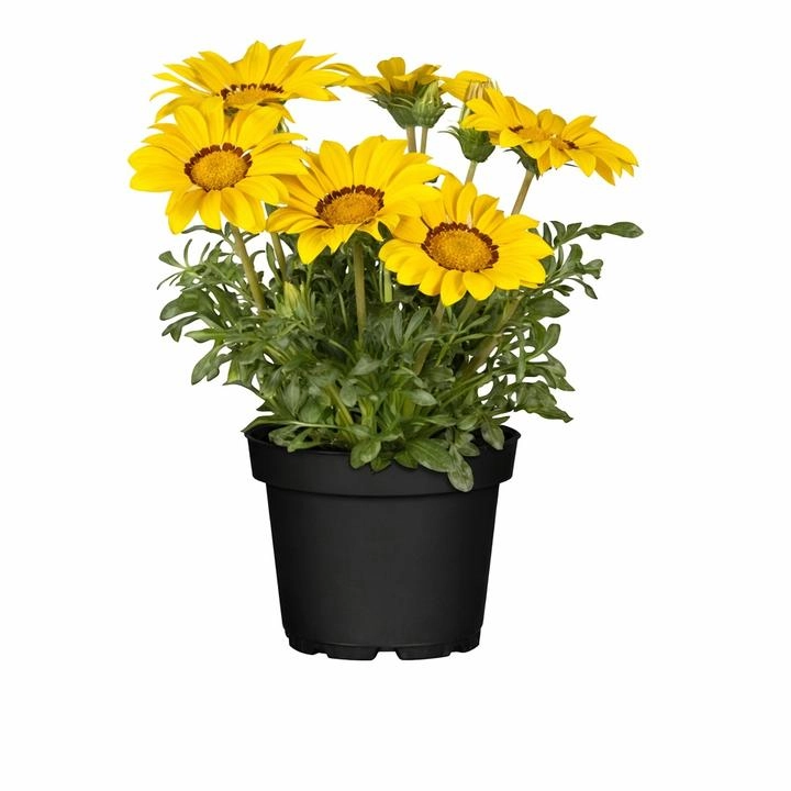 Floral Boutique Gazania 6"