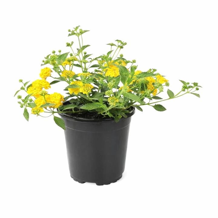 Lantana 6"