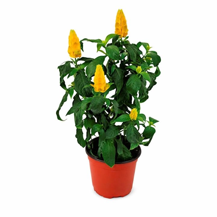 Pachistachis 6"